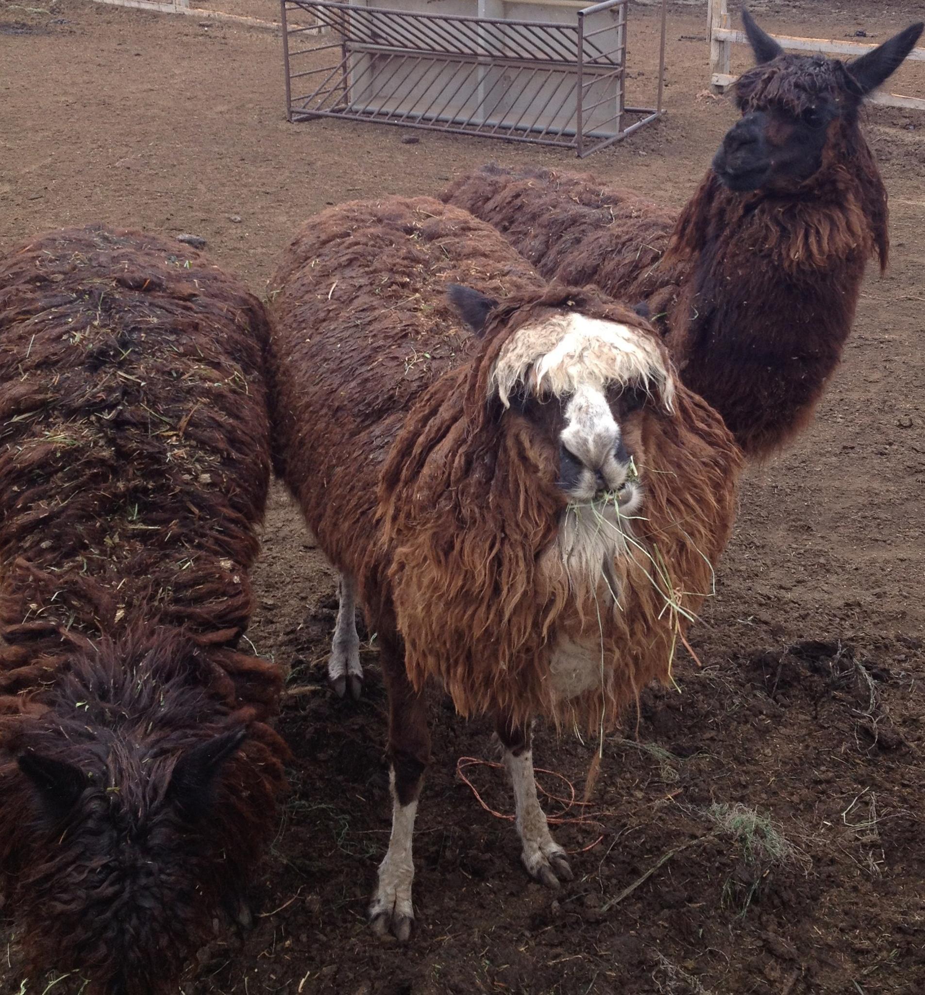 Anderson Tree farm Plainfield 